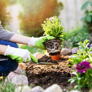 Bedding Plants